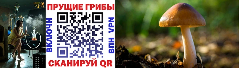 мориарти формула Дедовск Галлюциногенные грибы MAGIC MUSHROOMS